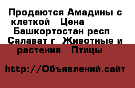  Продаются Амадины с клеткой › Цена ­ 1 000 - Башкортостан респ., Салават г. Животные и растения » Птицы   